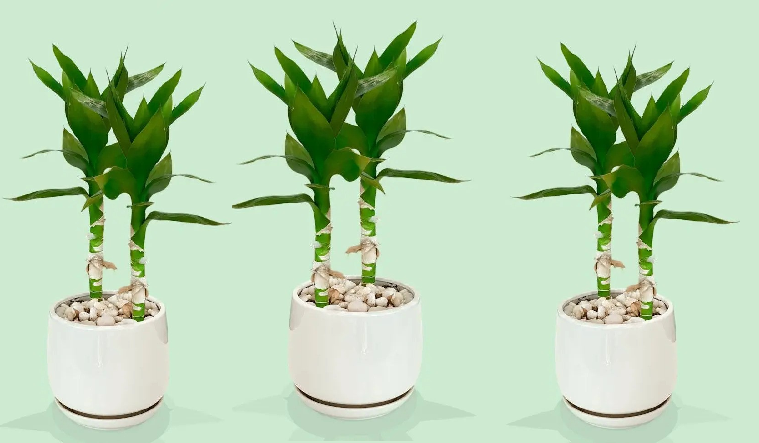How to Prune a Lucky Bamboo Plant