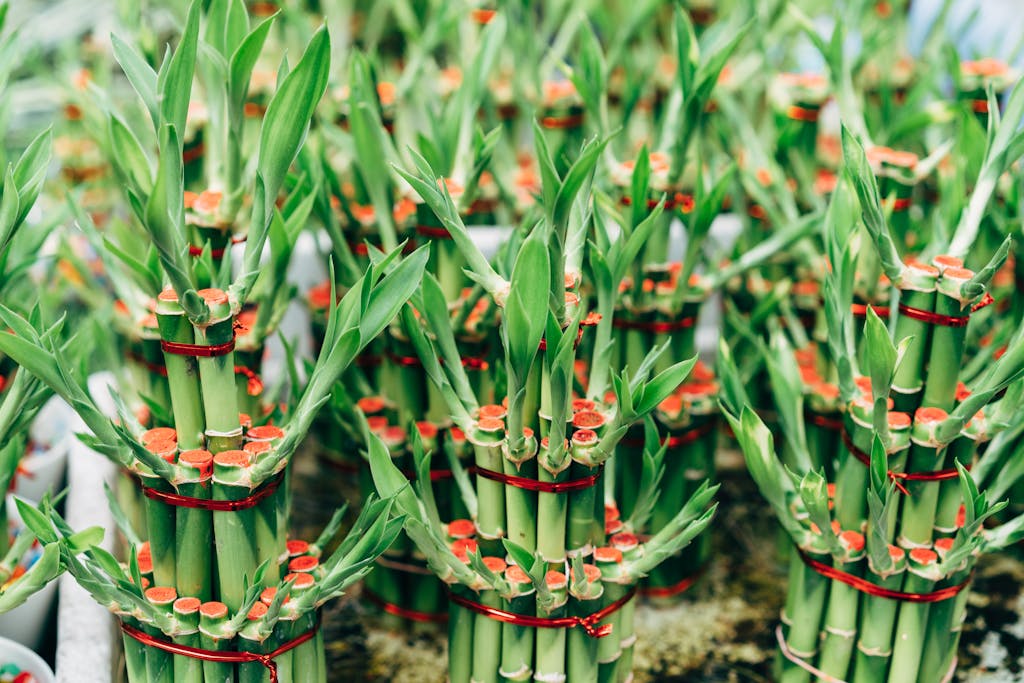 How to Prune a Lucky Bamboo Plant: Tips and Techniques 5 Abundant clusters of lucky bamboo plants tied with red ribbons for decorative purposes.