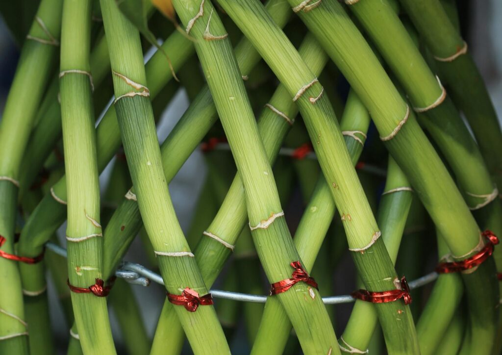 How to Prune a Lucky Bamboo Plant: Tips and Techniques 6 An artistic arrangement showcasing twisted bamboo stalks wrapped with red wire, creating a unique design.