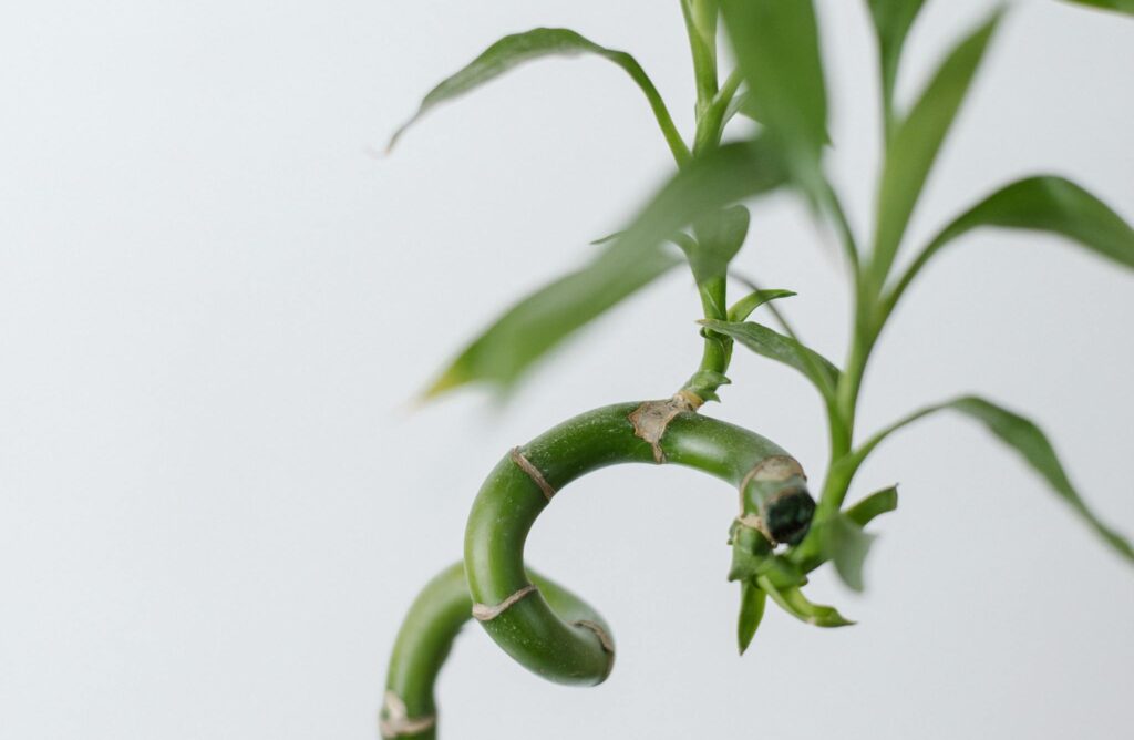 How to Prune a Lucky Bamboo Plant: Tips and Techniques 3 Fresh green bamboo leaves on a white backdrop, symbolizing growth and nature.