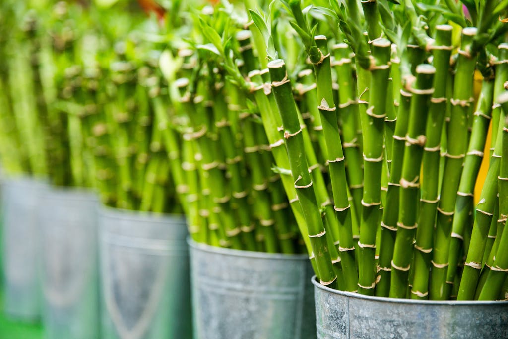 How to Prune a Lucky Bamboo Plant: Tips and Techniques 4 Vibrant green bamboo stalks arranged in metal buckets, an ideal example of natural freshness and growth.